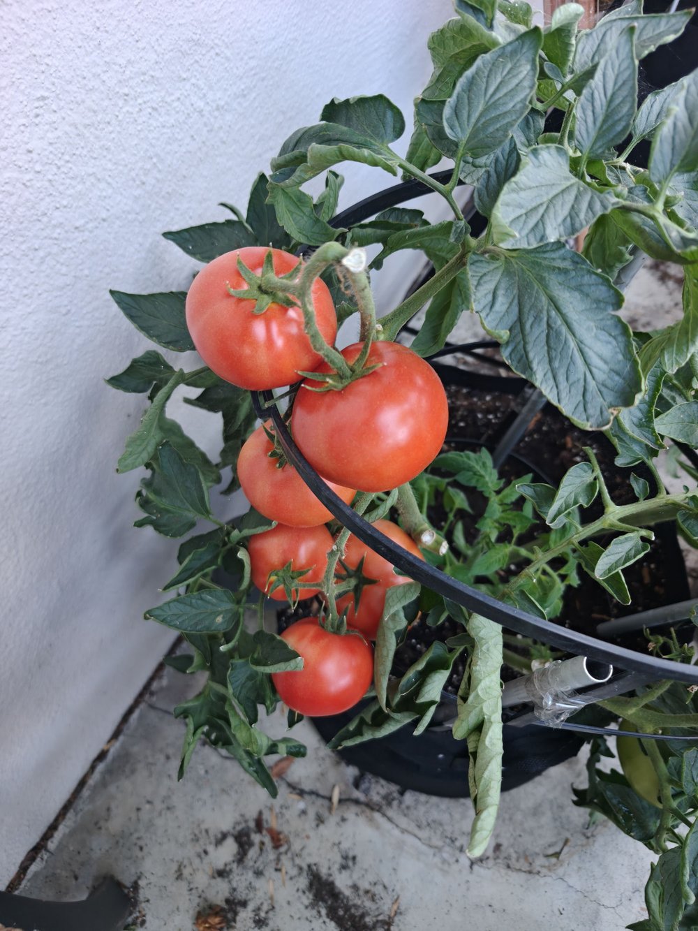 Ripe red tomatoes on the vine