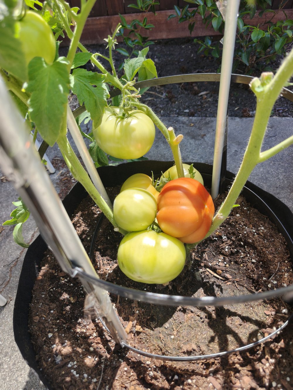 Green tomatoes ripening in a pot