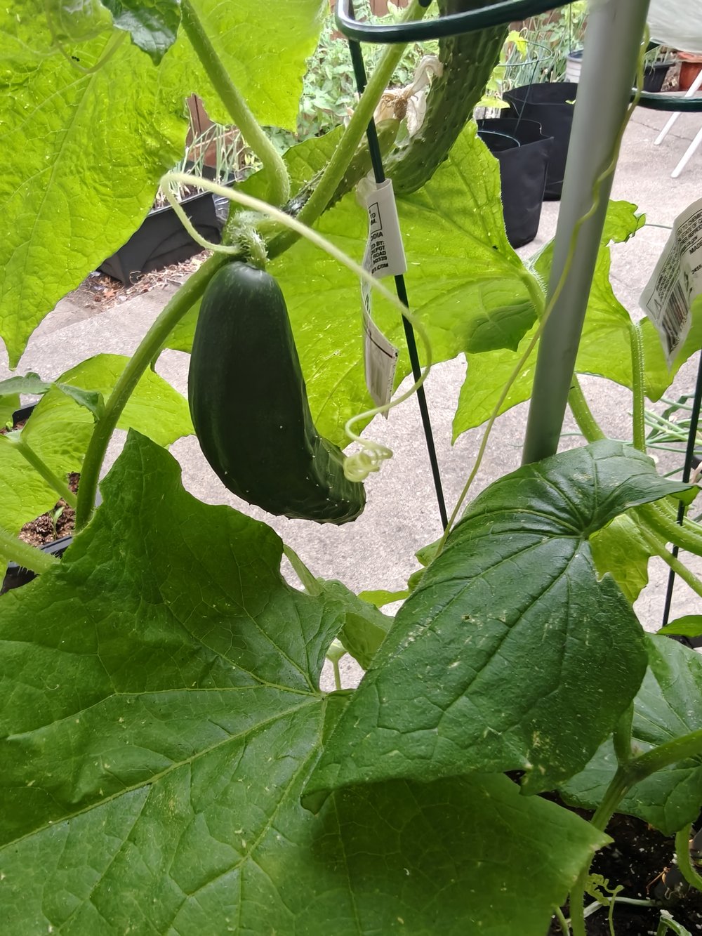 A cucumber growing on the plant