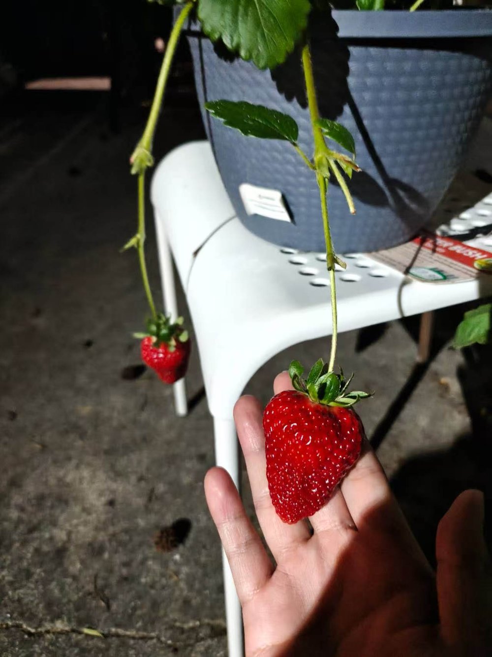 A ripe strawberry I grew