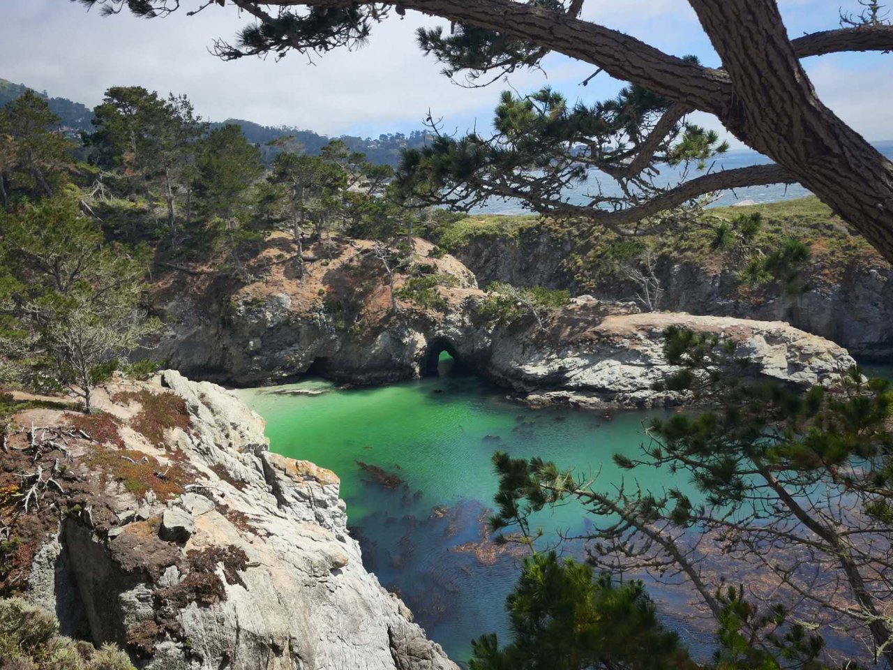 A green cove seen through pines while hiking Point Lobos